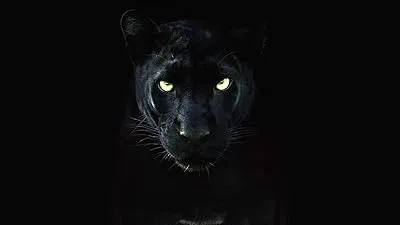  مستند The Real Black Panther 2020