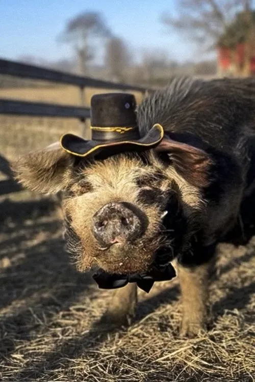 Bashi The Pig